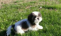 Shih Tzu puppies For Lovely Homes
