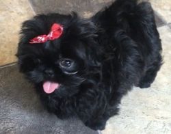 Meet our stunning Shih Tzu puppies for sale