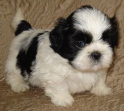 Cute Shih Tzu puppies for sale