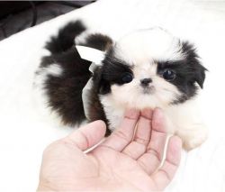 Lovely Shih Tzu Puppies for sale