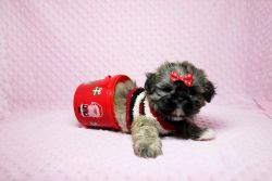 Amazingly Cute Shihtzu Puppies For Sale In LA