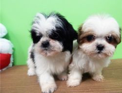 shih tzu puppies for new homes