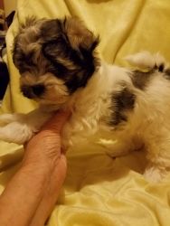 Teddy bear type puppy for sale