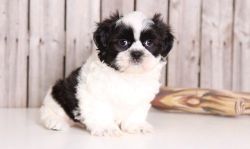 super cuddly and sweet ACA Shih-tzu with beautiful eyes!