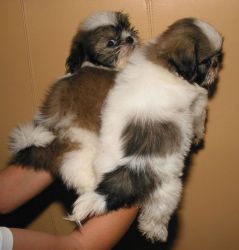 Gorgeous Shih Tzu puppies