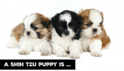 shih tzu puppies for a lovely home
