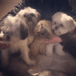 Adorable shih Tzu puppies for sale