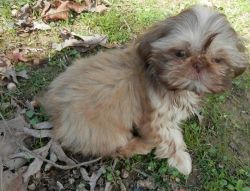 Tiny Chinese Imperial Shih Tzu Male and Female