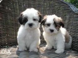 Shih Tzu Puppy for Adoption...