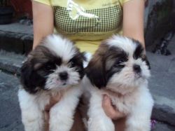 Male/Female Shih Tzu Puppies for Re-Homing