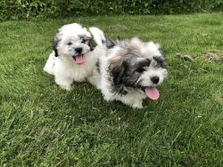 Gorgeous litter of Shih Tzus
