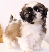 Mini shihtzu puppies boys n girls for sale 12 wks