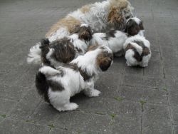 shih Tzu puppies Available For Any pet lover