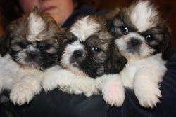 Available Shih Tzu Puppies