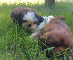 SHIH-TZU babies available