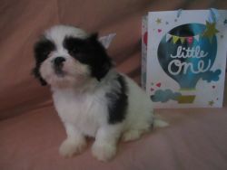 CASH, a beautifill CKC Shih Tzu puppy male
