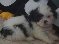 alisha, ckc Shih Tzu puppy purebreed, female