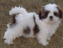 Shih Tzu Puppies Small Type Ready Now