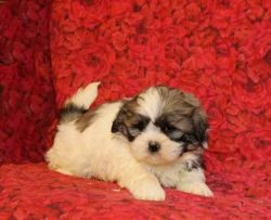 Shih Tzu are looking for their FOREVER home