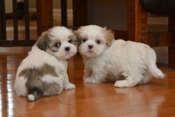 ADORABLE SHIH TZU PUPPIES SEARCHING FOR LOVING AND CARING HOMES.