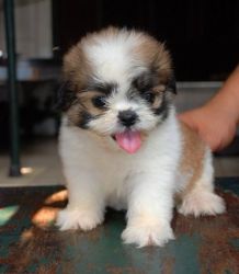 Tiny Male and Female Shih Tzu Puppy Puppies.
