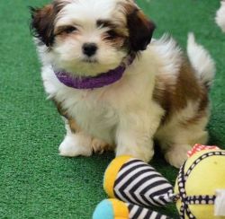 Lovely Shih Tzu Puppies Available.
