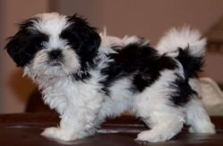 Purebred Shihtzu Puppies Ready Now for adoption