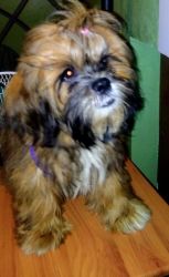 male Shih Tzu available for new home