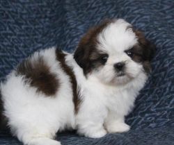 Adorable and Loving Shih Tzu Puppies For Re-Homing