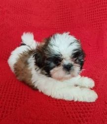 Loving Shih Tzu puppies for sale