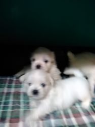 ONLY 1 LEFT, $100 OFF!! GORGEOUS, REGISTERED SHIH TZU PUPPY!!!