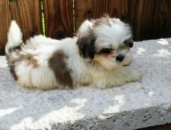 Cute and trained Shih Tzu puppies for sale to lovers