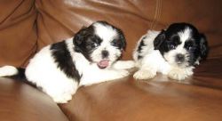 Pretty And Lovely Shih Tzu Puppies Out For New Home!