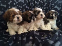 5 Shihtzu Puppies For Sale