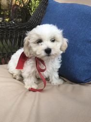 Beautiful Litter of Shih Tzu Puppies Available