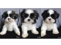 Stunning Shih Tzu puppies