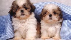 Playful and Friendly Mini Shih Tzu Puppies