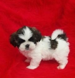 Shih Tzu pure breed for kids and family. buy now