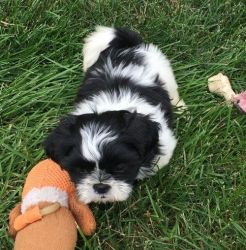 Gorgeous Shih Tzu puppies ready for Sale
