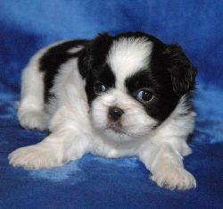 Awesome Shih Tzu Ready For You