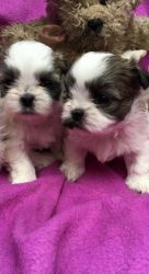 Pedigree Shih Tzu Puppies For Sale