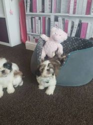 Shih tzus for sale