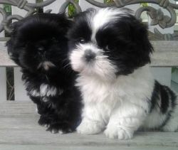 Wonderful shih tzu puppies for Sale-(xxx) xxx-xxx5