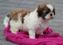 Gorgeous Shih Tzu Puppies For Sale.