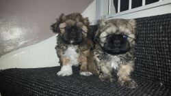 Gorgeous Shih tzu puppies ready for their new homes.