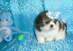 Tea Cup Shih Tzu Puppies Available