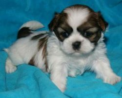 Gorgeous litter of Shih\'Tzu Puppies ready