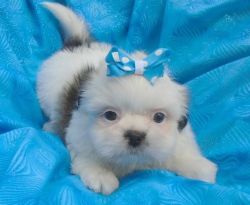 lovely Shih Tzu puppies For Sale