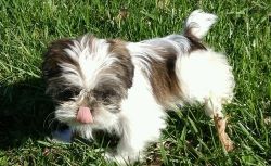 Lovely Shih Tzu Puppies Ready