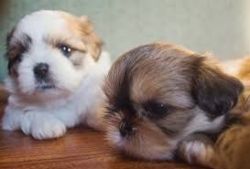 Very Cute shih tzu puppies,call(xxx) xxx-xxx5